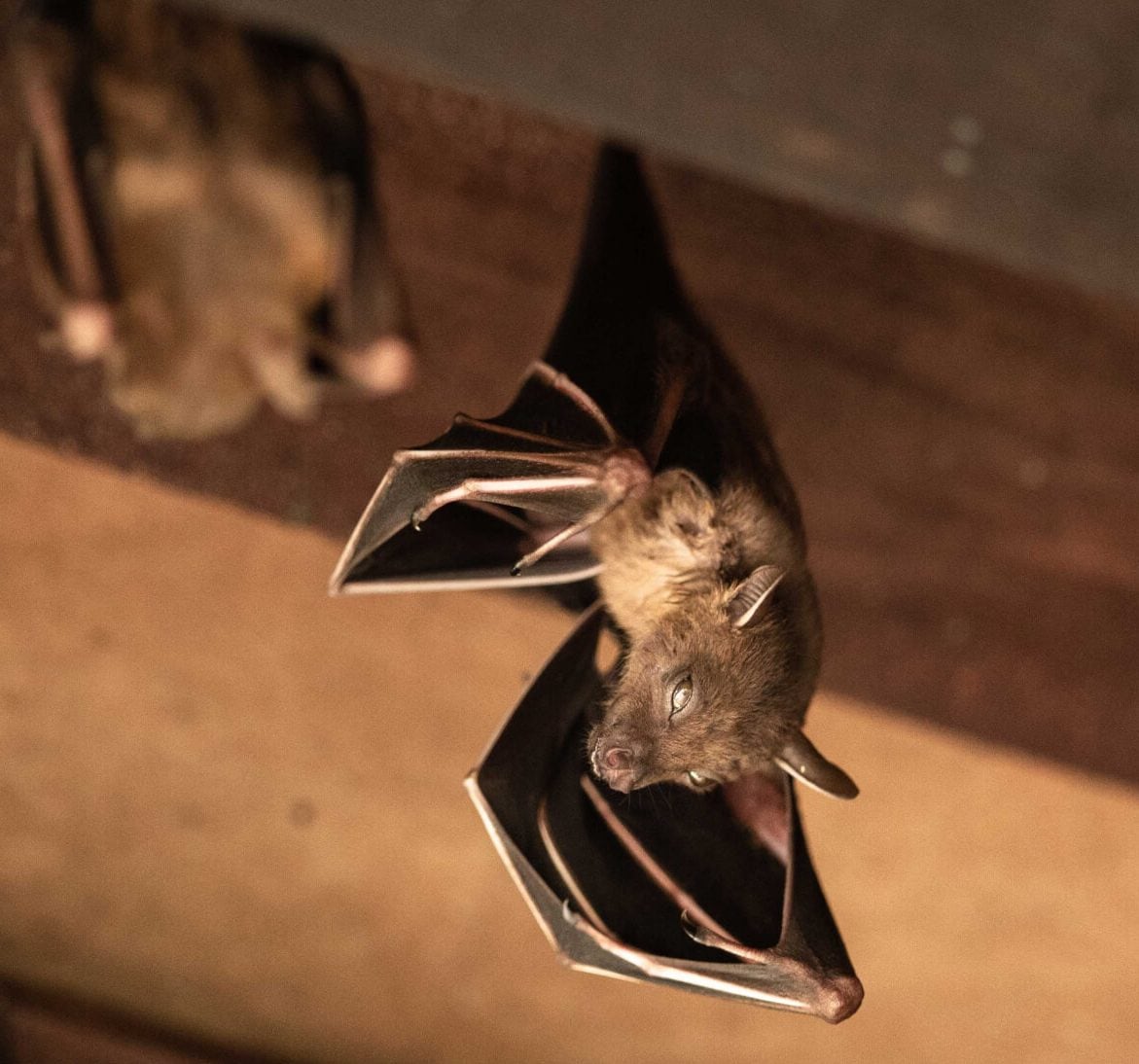Wildlife-Bats in Jackson